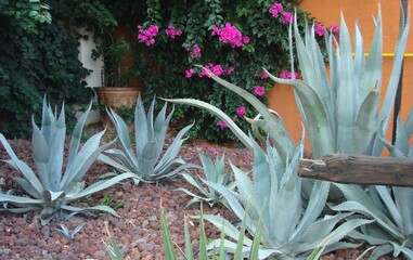 Jardín con magueyes