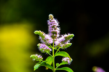 Mentha Longifolia © Alvise