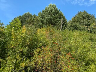 Fototapeta na wymiar Wild plants, bushes and trees, set against a vivid blue sky near, Seacroft, Leeds, UK