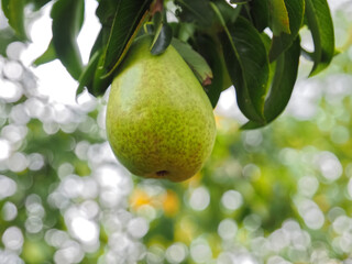Pear hanging on a pear tree