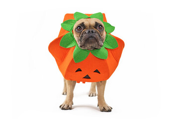 French Bulldog dog dressed up with funny pumpkin Halloween costume isolated on white background