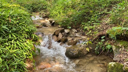 stream in the forest