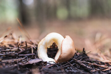 Young mushroom in the autumn forest