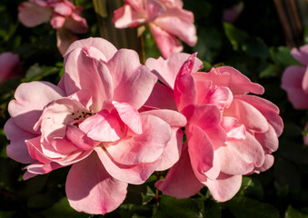 Single petal pink rose bush