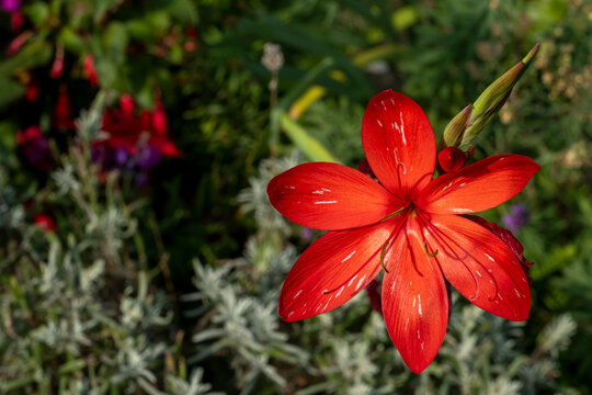 Schizostylis Coccinea Major Red flower
