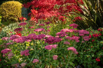 Pink Sedum plant in a red flower bed