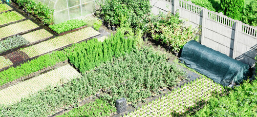 The courtyard of a private house is filled with ornamental plants