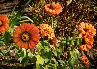Bright orange zinnia flower blooms