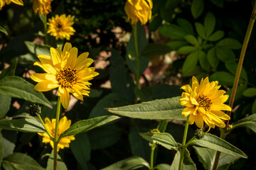 Yellow Helianthus flower blooms