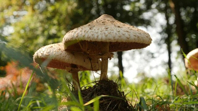Macro shot of a mushroom in English woodland, possibly The Prince, Agaricus augustus
