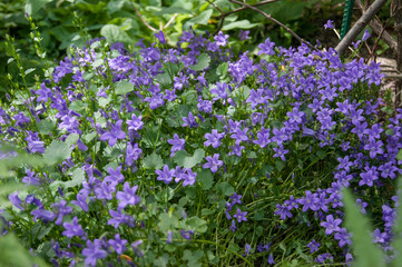 Campanula portenschlagiana, the wall bellflower
