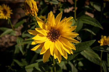 Yellow Helianthus flower blooms
