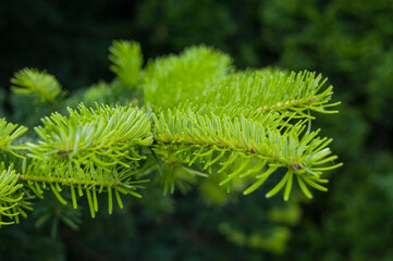 eastern or canadian hemlock Tsuga canadensis