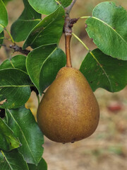Pear hanging on a pear tree
