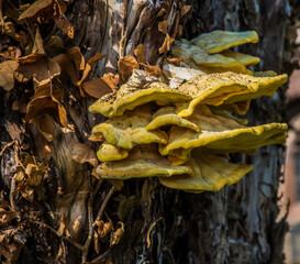 Bracket Fungi