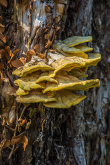 Bracket Fungi
