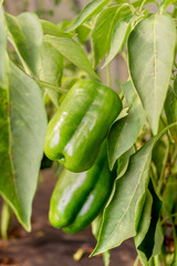 agriculture green pepper ripens/green pepper on a plant with leaves. Agriculture
