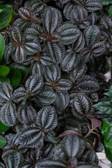 Fototapeta premium Bertolonia, young shoots of a tropical plant top view. Rare demanding houseplant in a flowerpot, background backdrop. Bertolonia with beautiful bicolor leaves