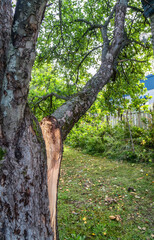 Big fruit bearing branch of very old Apple tree was heavy and broke under the weight of the ripening apples, branch cracked from the tree during windy night, very close view, autumn evening