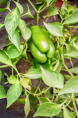 agriculture green pepper ripens/green pepper on a plant with leaves. Agriculture