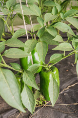 agriculture green pepper ripens/green pepper on a plant with leaves. Agriculture
