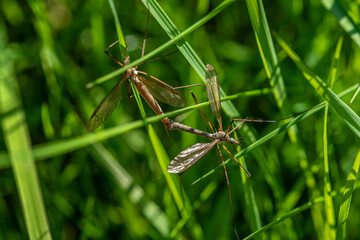 Close up of two large crane flies mating in green grass