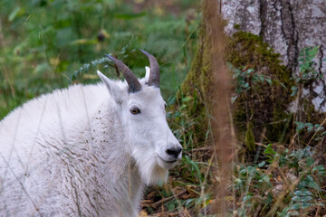 white goat on the meadow