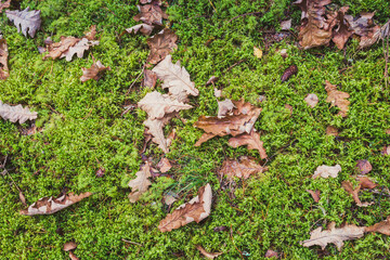 leaves yellowed in autumn on green grass/leaves yellowed in autumn on green grass. Top view