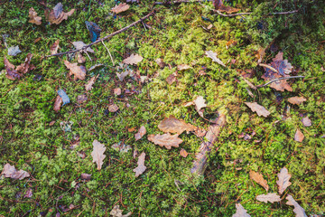 leaves yellowed in autumn on green grass/leaves yellowed in autumn on green grass. Top view