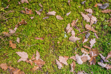 leaves yellowed in autumn on green grass/leaves yellowed in autumn on green grass. Top view