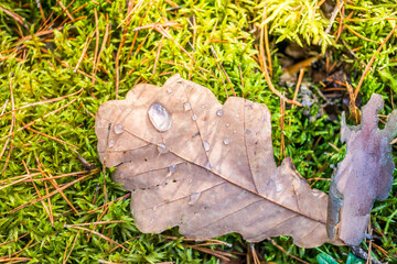 yellowed leaf with a drop of ross on green moss/yellowed leaf with a drop of ross on green moss on a sunny day