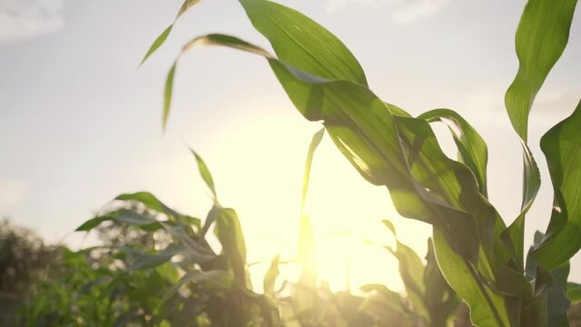 Sunlight shines through the green, unripe stalks and leaves of the corn. Warm evening sunlight plays on the corn leaves. The summer wind sways the corn stalks. The corn crop is growing in the field.