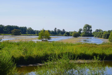 Blick auf das recht trocken gefallene Steinhorster Becken im Sommer bei Dürre