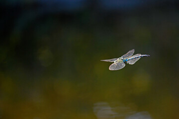 Blue hawker / Blaugrüne Mosaikjungfer (Aeshna cyanea) 