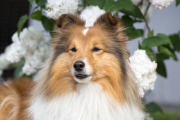 Cute, fluffy sable white shetland sheepdog, little sheltie sitting outside on summer time in...
