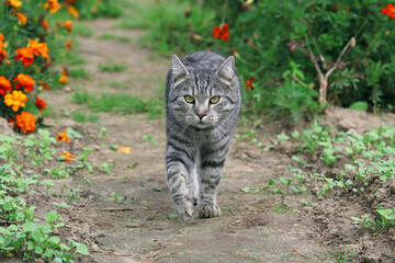 Naklejka na ściany i meble beautiful tabby cat walking in the garden 