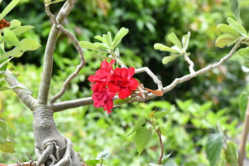Red blooming flower on background of blurry tree.