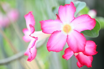 Pink Blooming Flower on background of blurry tree.