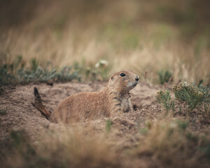 Prairie Dog