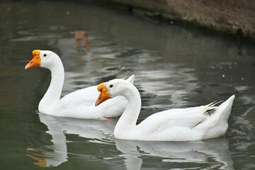 two swans on the river.
