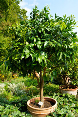 Mandarine, Botanischer Garten in G&uuml;tersloh im September, Zitruspflanze, Mandarinenb&auml;umchen 