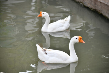 two geese swimming in the canal.