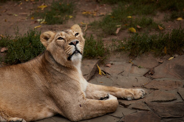 Lioness resting, beautiful close-up portrait