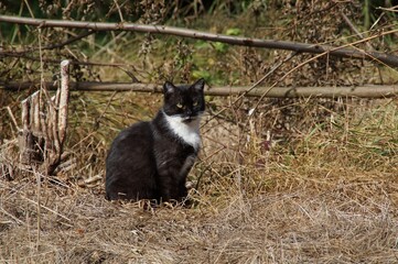 black-and-white cat sitting on the grass on the background of the forest