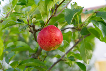 apple growing on branch in garden
