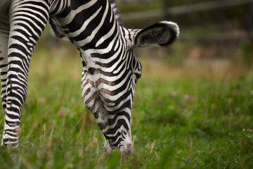 Zebra nibbles the grass, close-up portrait. Zebra grazing in the zoo