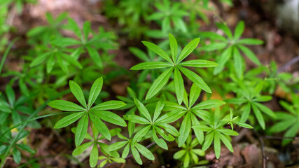 Green leaves of Galium odoratum in the forest.