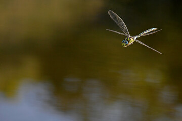 Blaugrüne Mosaikjungfer (Aeshna cyanea) - Blue hawker 
