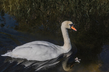 Mute Swan