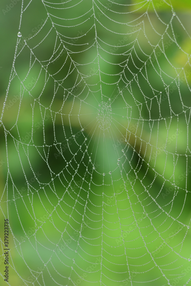 Canvas Prints close-up of a spider web with water droplets in vertical format, against a green background